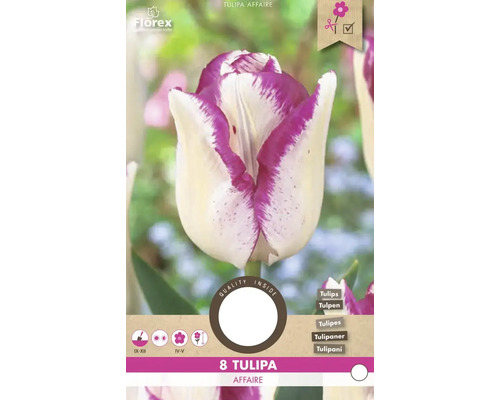 Balenie cibuliek tulipánov Tulipa Affaire