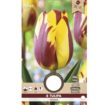 Balenie cibuliek Tulipa Helmar s ôsmimi tulipánmi
