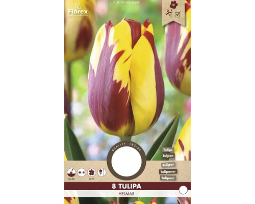 Balenie cibuliek Tulipa Helmar s ôsmimi tulipánmi