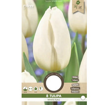 Balenie ôsmich tulipánov odrody White Flag