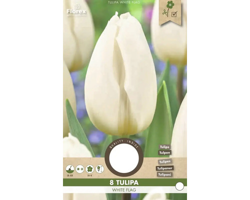 Balenie ôsmich tulipánov odrody White Flag