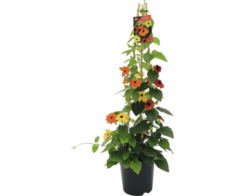 Čiernooká Zuzana trojfarebná FloraSelf Thunbergia alata celková výška cca 90 cm Ø 19 cm kvetináč