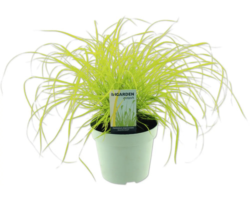 Perovec psiarkovitý FloraSelf Pennisetum alopecuroides 'Hameln' výška 5-30 cm kvetináč 14 cm Perovec বিতলতী v kvetináči