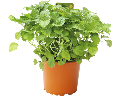 Medovka lekárska rastlina v kvetináči