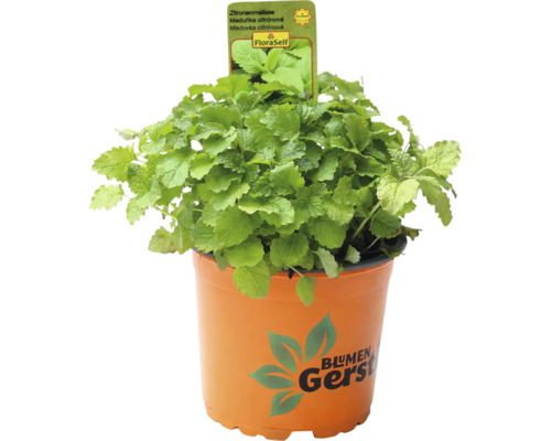 Medovka citrónová v kvetináči, záhradná rastlina na vonkajšie použitie