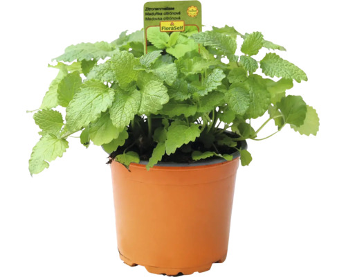 Medovka citrónová rastlina v kvetináči