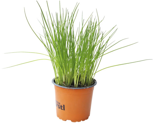 Pažítka v kvetináči