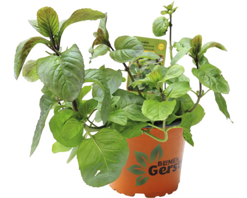 Mäta v kvetináči značky Blumen Gersten