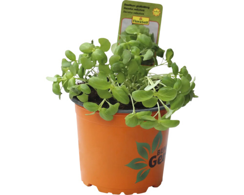 Rastlina bazalky v kvetináči