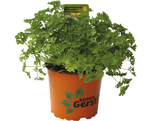 Kučeravá petržlen v kvetináči