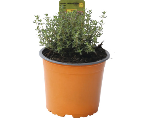 Nemecký tymián v kvetináči