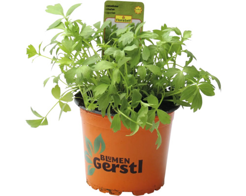 Ligurček v kvetináči