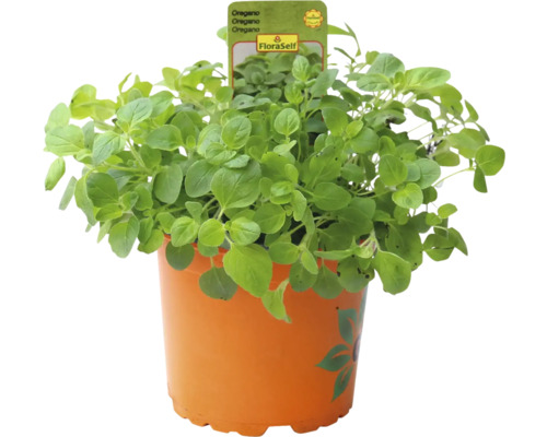 Oregano v kvetináči