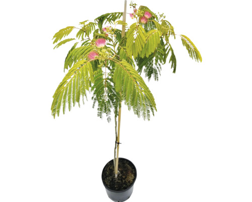 Albízia na kmienku FloraSelf Albizia julibrissin 'Ombrella' výška kmeňa 50-70 cm celková výška cca 80-100 cm kvetináč 7,5 l Hodvábny strom v kvetináči s listami a kvetmi