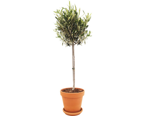 Olivovník európsky na kmienku FloraSelf Olea europaea v terakotovom kvetináči Ø 25 cm vr. podmisky