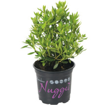 Rhododendron ''Nugget'' v kvetináči