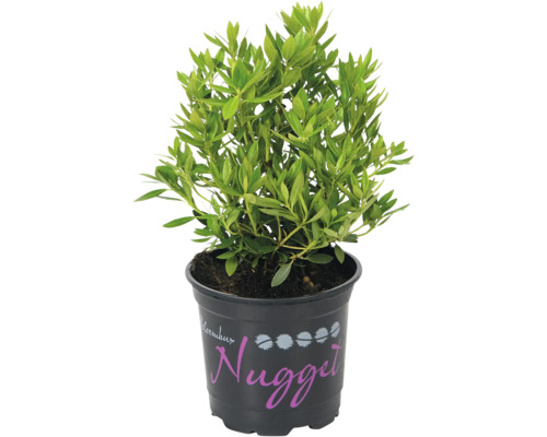 Rhododendron ''Nugget'' v kvetináči