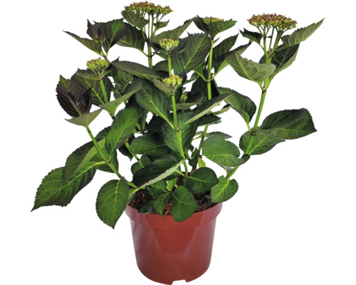 Hortenzia veľkolistá Hydrangea macrophylla 'Adula Lila' výška 30-40 cm kvetináč 5 l fialovo-biela