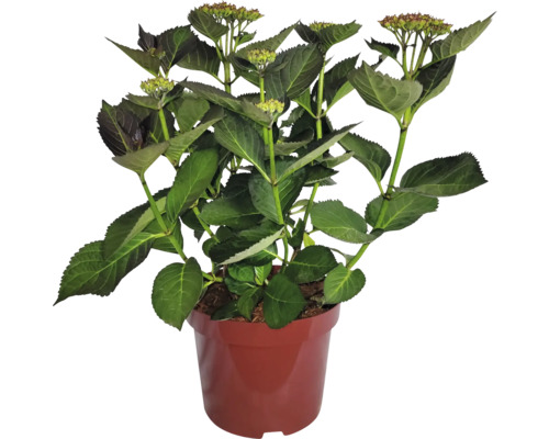 Rastlina hortenzie v kvetináči so zelenými listami a púčikmi