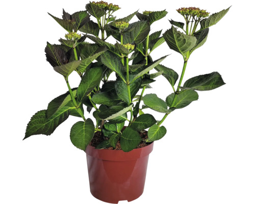 Hortenzia v kvetináči