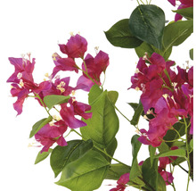 Konár bugenvilei s kvetmi a listami