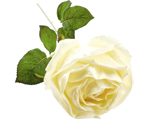 Dekoratívny kvet ruže s listami