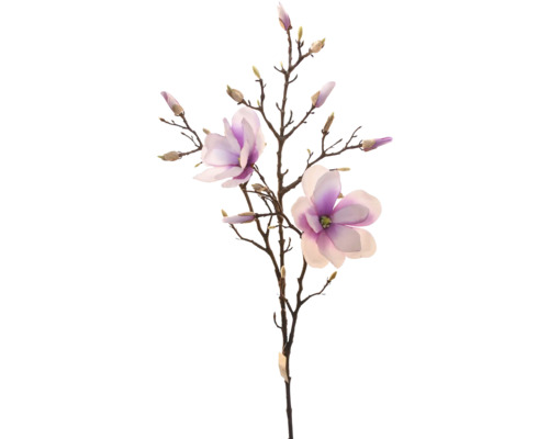 Dekoratívna vetva magnólie s kvetmi a pukmi