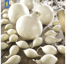 Biele cibule a sadzačky na drevenom stole