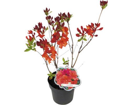 Azalka v kvetináči s červenými kvetmi