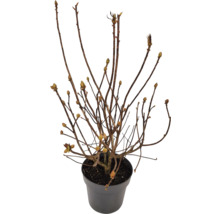 Rastlina v kvetináči s hnedými vetvami a púčikmi