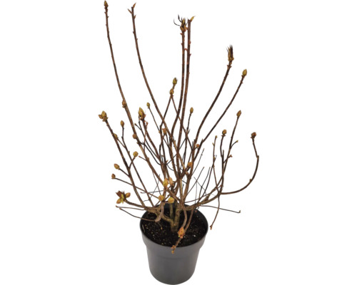 Rastlina v kvetináči s hnedými vetvami a púčikmi