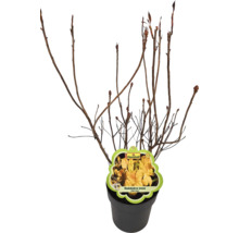 Rhododendron luteum v kvetináči