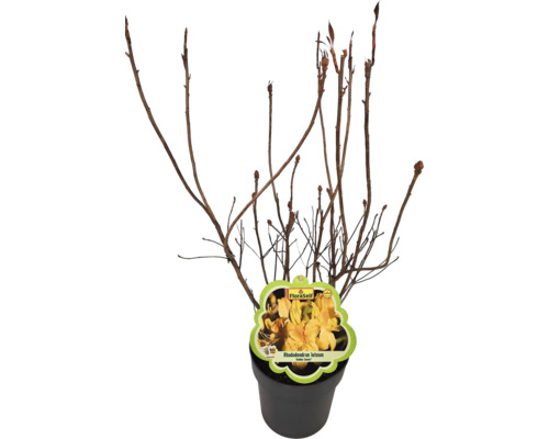 Rhododendron luteum v kvetináči