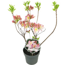 Japonská azalka Satomi v kvetináči