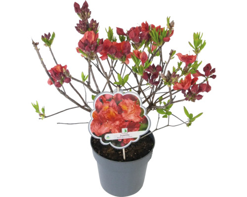 Azalka ''Juanita'' v kvetináči