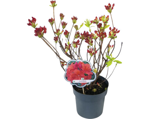 Azalka v kvetináči s púčikmi a štítkom rastliny