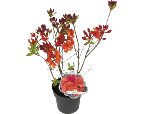 Azalka v kvetináči