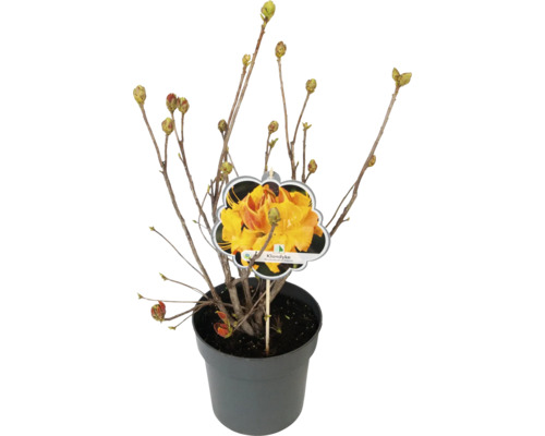 Rododendron Klondyke v kvetináči