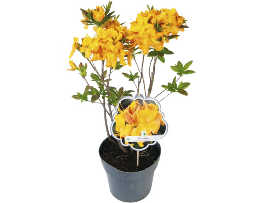 Rododendron ''Klondyke'' v kvetináči so žltými kvetmi.