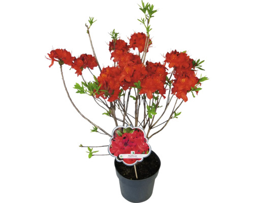 Azalka v kvetináči s červenými kvetmi