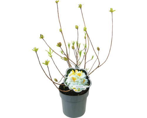 Rododendron ''Schneegold'' v kvetináči