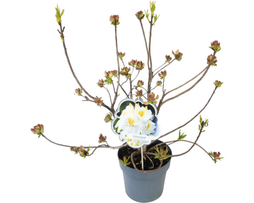 Rododendron ''Schneegold'' v kvetináči