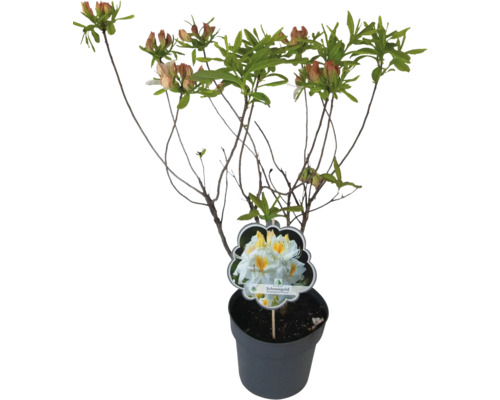 Rododendron v kvetináči s púčikmi a štítkom odrody