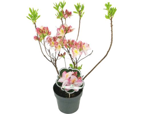 Azalková rastlina v kvetináči s ružovými a bielymi kvetmi