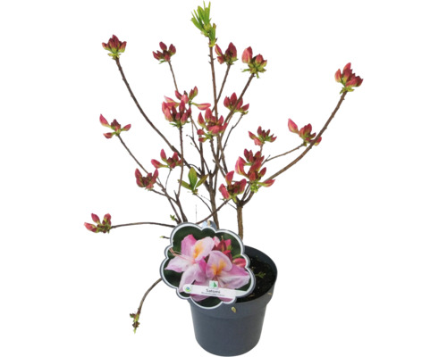 Japonská azalka v kvetináči s púčikmi a etiketou