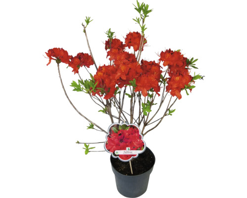 Japonská azalka Parkfeuer v kvetináči s červenými kvetmi a zelenými listami.