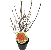 Rododendron v kvetináči s kvetinovou etiketou