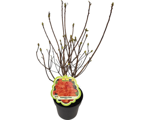 Rododendron v kvetináči s kvetinovou etiketou