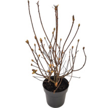 Mladá rastlina v kvetináči s malými výhonkami