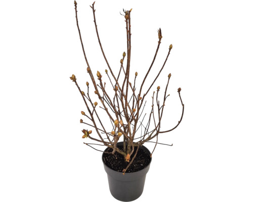 Mladá rastlina v kvetináči s malými výhonkami